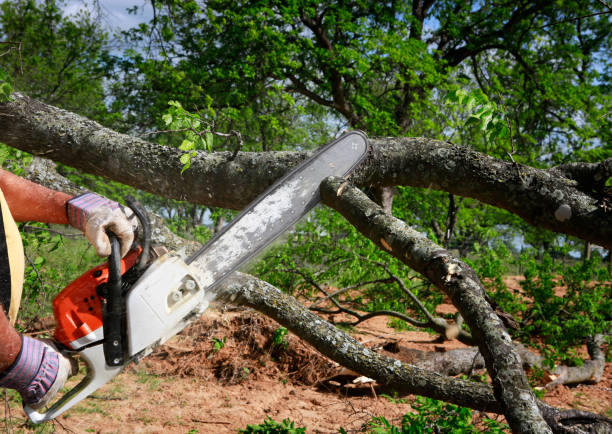 Trusted Spring Valley Lake, CA Tree Removal Services Experts