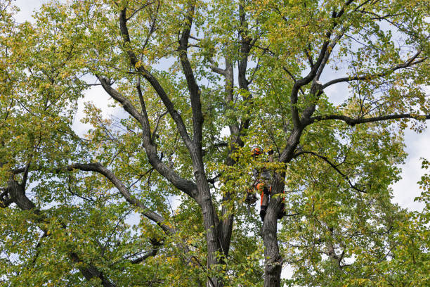 How Our Tree Care Process Works  in  Spring Valley Lake, CA